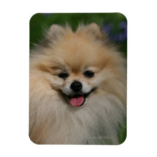 Imán Sonrisa de Pomeranian
