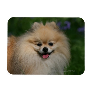 Imán Sonrisa de Pomeranian