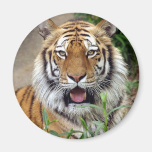 Imán Sonrisa de tigre