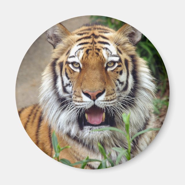 Imán Sonrisa de tigre (Frente)