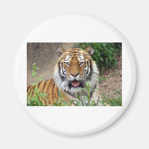 Imán Sonrisa de tigre