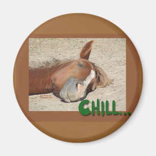 Imán Sonrisa del caballo el dormir: Frialdad