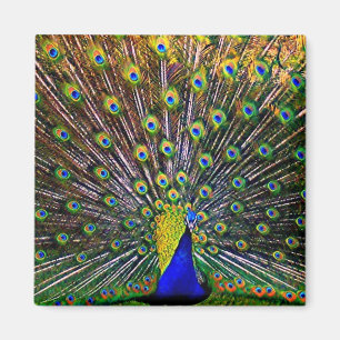 Imán Soplo del pavo real