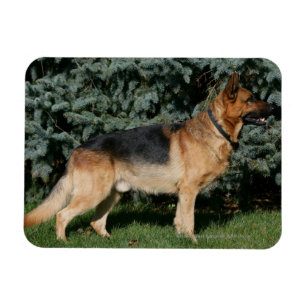 Imán Soporte de la demostración del pastor alemán
