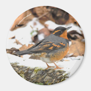 Imán Sorprendente pájaro tembloroso en invierno