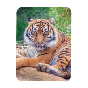 Imán Sorprendente rebote de la fotografía del tigre