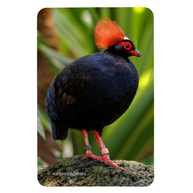 Imán Sorprendente Rulu-Roul Crested Wood Partridge Bird (Vertical)