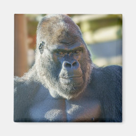 Imán Sorprendente Silverback