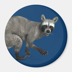 Imán Sorprendido Raccoon