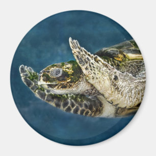 Imán Sorpresa de la tortuga de mar