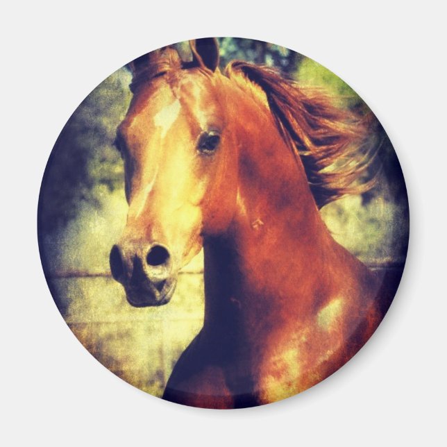 Imán Sorrel Arabian (Frente)