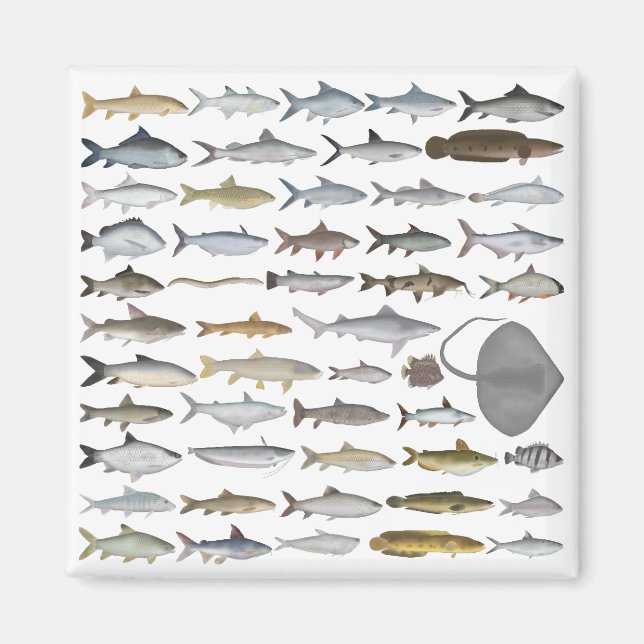 Imán South Asia Freshwater Fish Group (Frente)