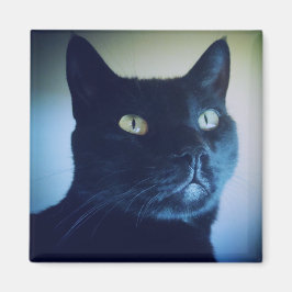 Imán Soy Cat Magnet