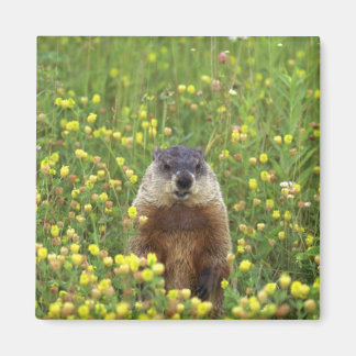 Imán Soy Groundhog