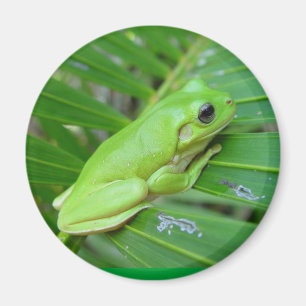 Imán Soy verde