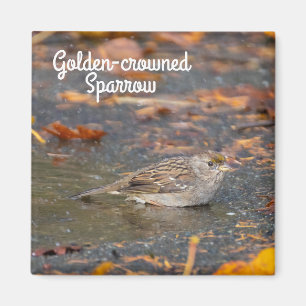 Imán Sparrow