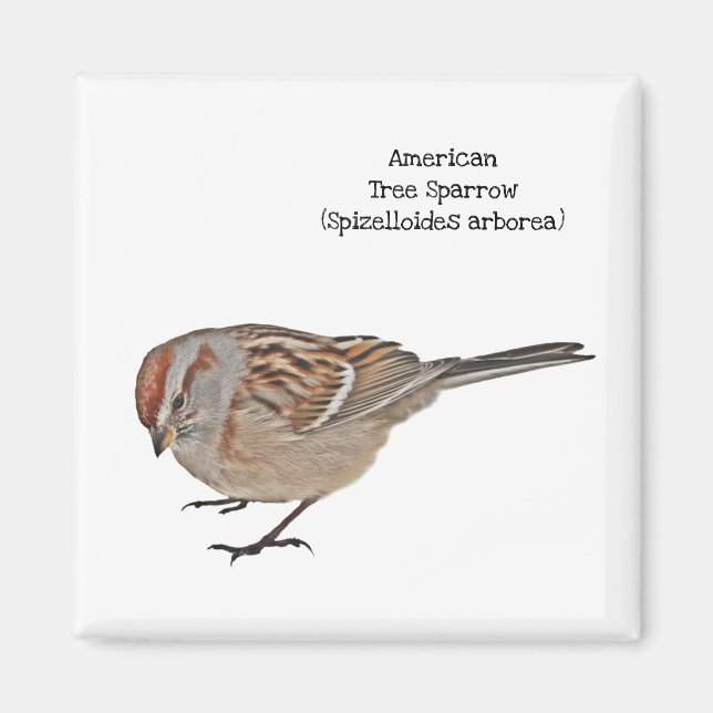 Imán Sparrow de árbol americano (Frente)