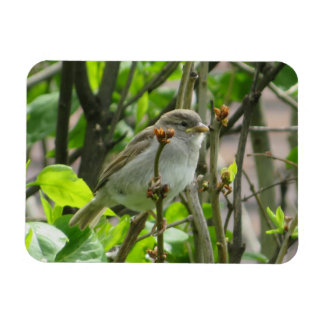 Imán Sparrow Spring Lilacs Magnet