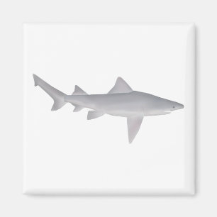 Imán Speartooth Shark