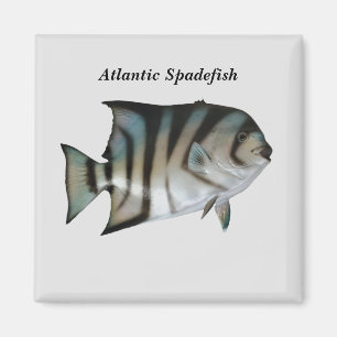 Imán Specyus