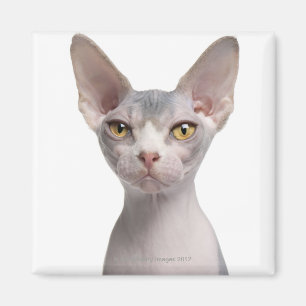 Imán Sphynx (7 meses)