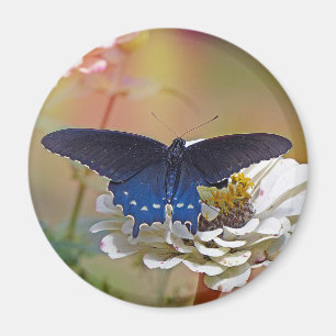 Imán Spicebush Swallowtail