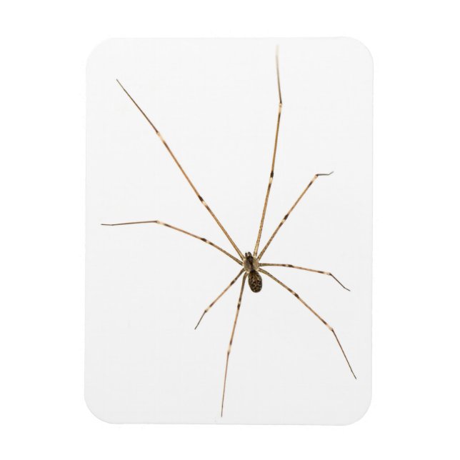 Imán Spider (Vertical)