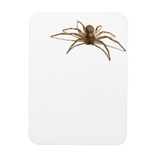 Imán Spider