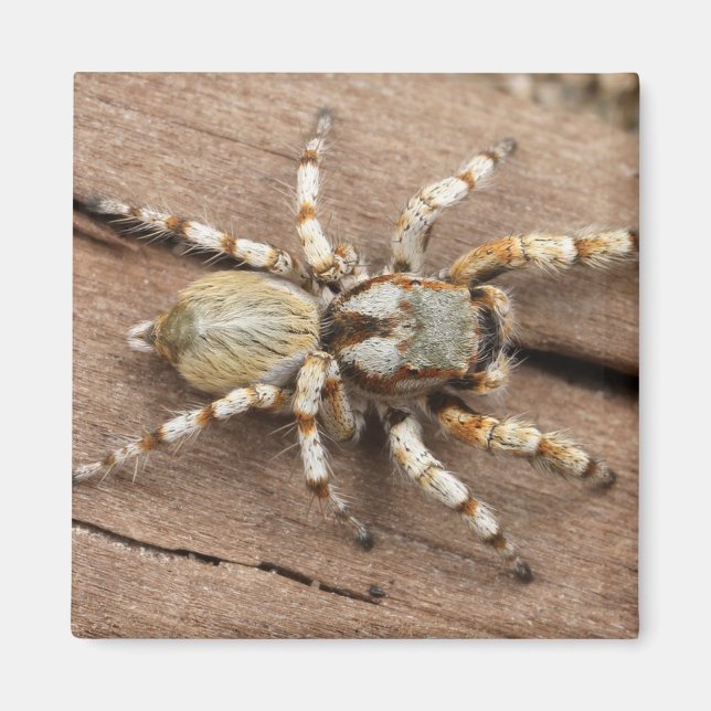 Imán Spider (Frente)