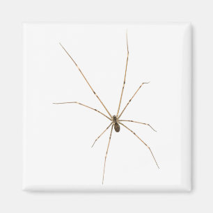 Imán Spider