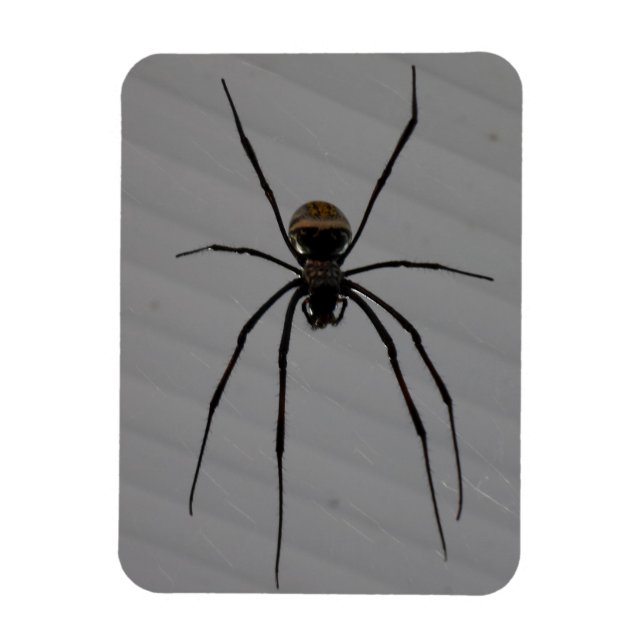 Imán Spider 3"x4" (Vertical)