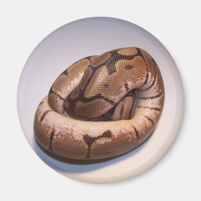 Imán Spider Ball Python Magnet (Frente)