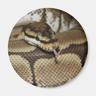 Imán Spider Ball Python Magnet