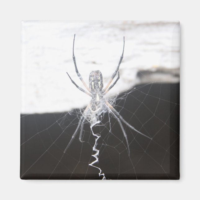 Imán Spider Magnet (Frente)