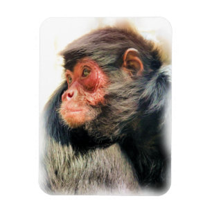 IMÁN SPIDER MONKEY