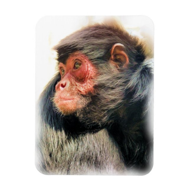 IMÁN SPIDER MONKEY (Vertical)