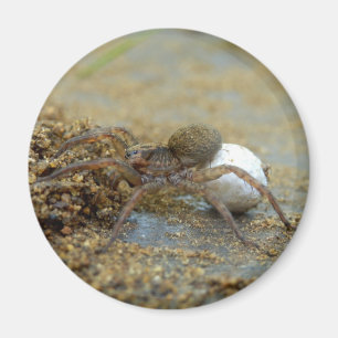 Imán Spider Wolf Con Huevo Sac Magnet