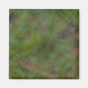 Imán Spiderweb con gotas