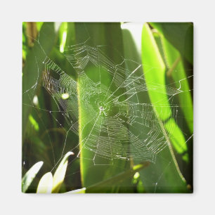 Imán Spiderweb en la naturaleza de las hojas tropicales