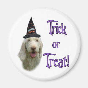 Imán Spinone Italiano Trick