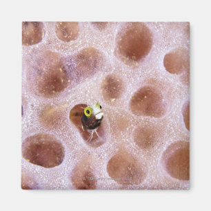 Imán Spinyhead Blenny (acanthemblemaria spinosa) en