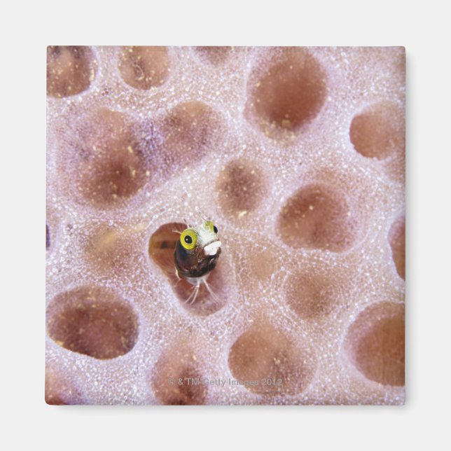 Imán Spinyhead Blenny (acanthemblemaria spinosa) en (Frente)