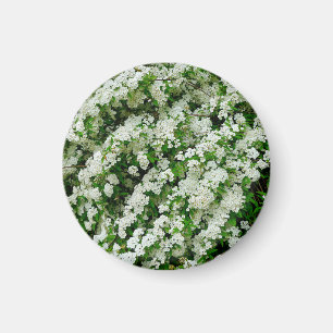 Imán Spirea Arguta Magnet