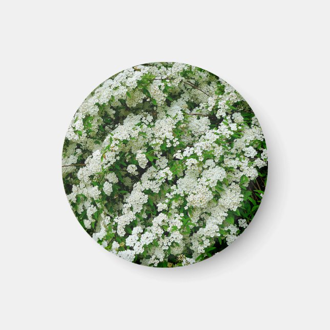 Imán Spirea Arguta Magnet (Frente)