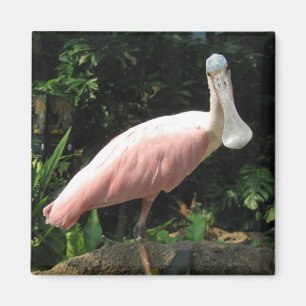 Imán Spoonbill