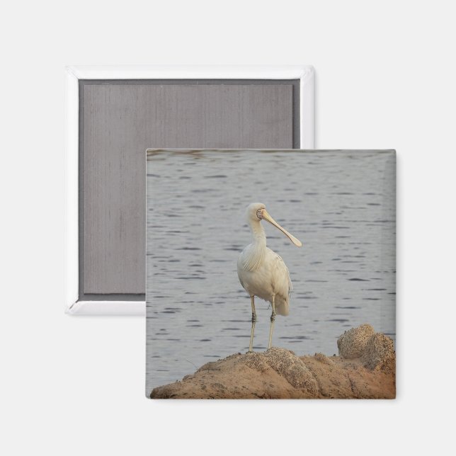 Imán Spoonbill Bird (Anverso/Reverso)