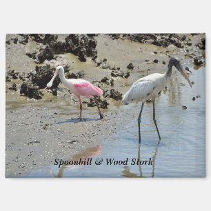 Imán Spoonbill y Wood Stork en estado salvaje