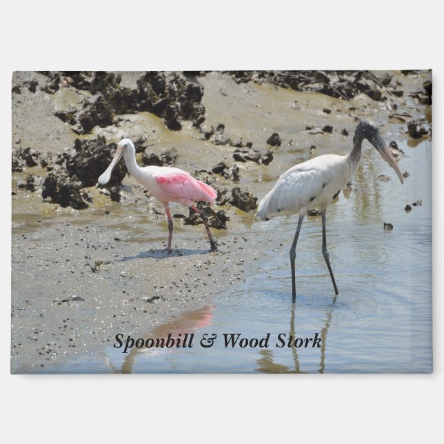 Imán Spoonbill y Wood Stork en estado salvaje (Anverso)