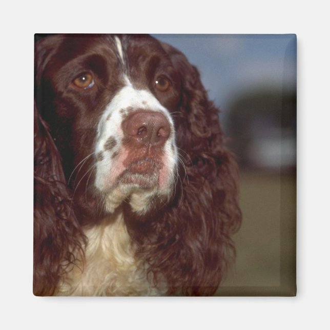 Imán Springer Spaniel (Frente)