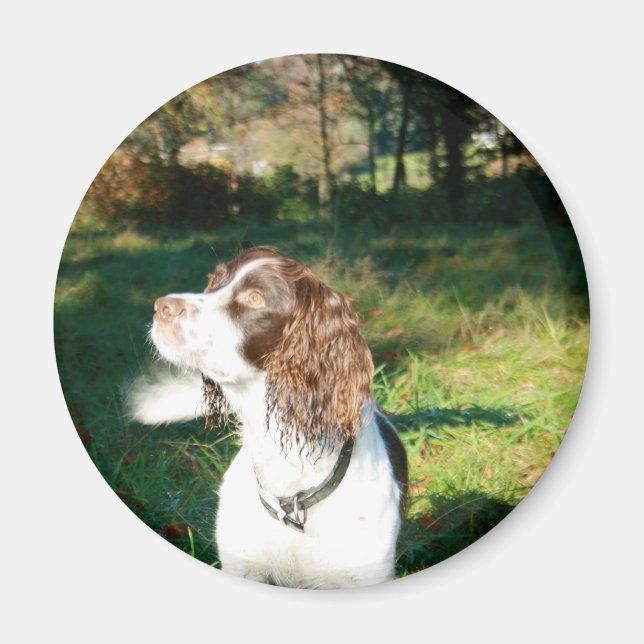 Imán Springer Spaniel Dog Magnet (Frente)